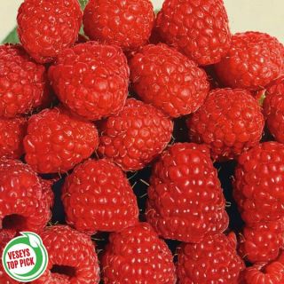 Boyne Raspberry Thumbnail